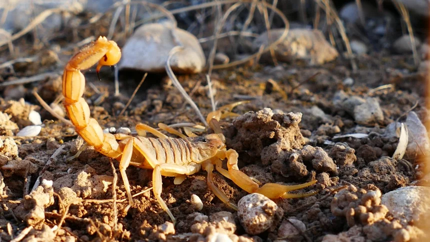 Scorpion