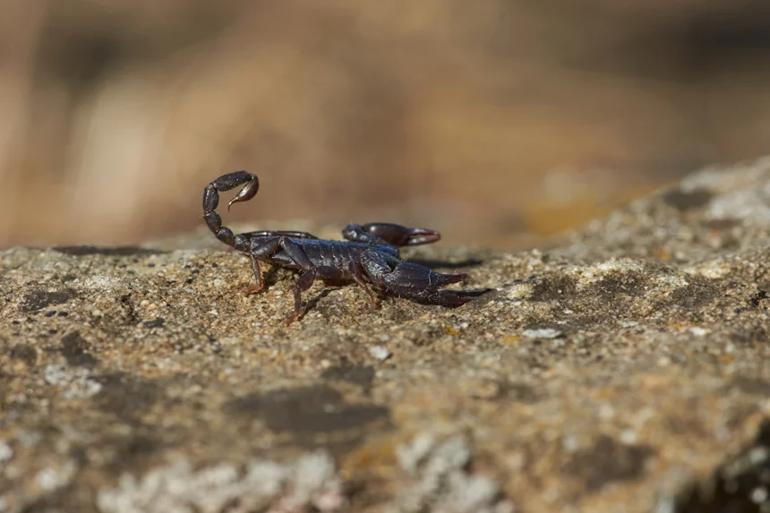 Scorpion