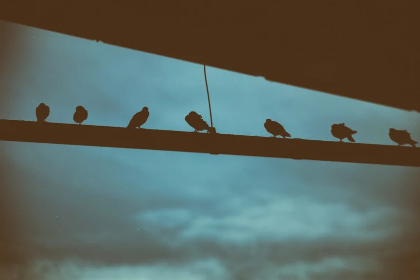 Social behavior.