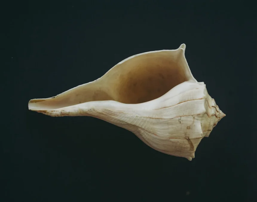 Solenodon