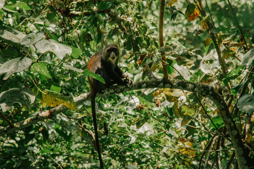 Tarsier