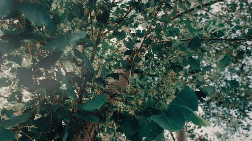 Tarsier