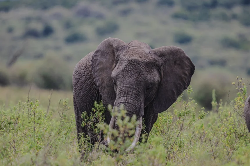 Tusks