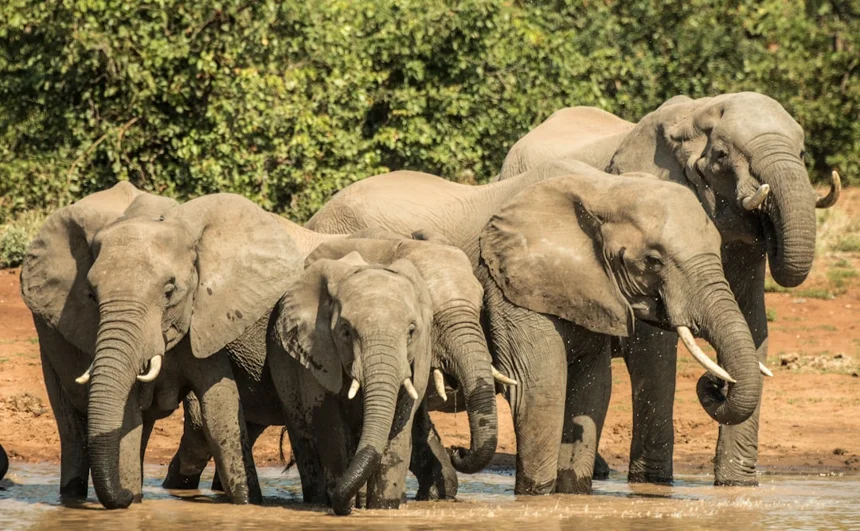 Tusks