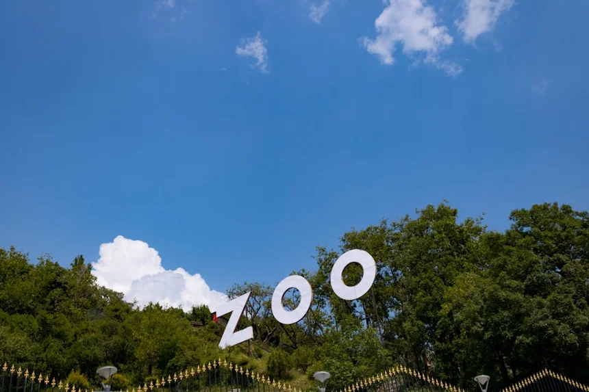 Zorilla