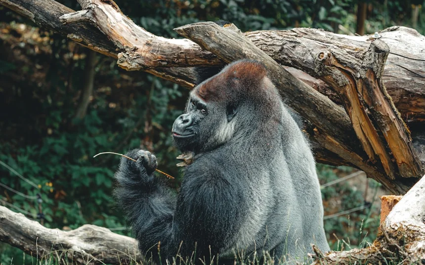 Zorilla