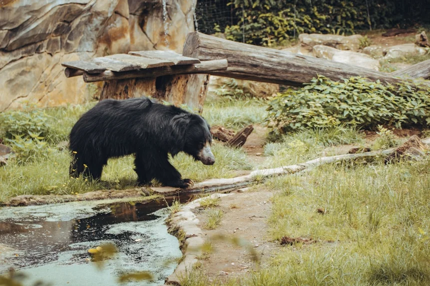 Andean Bear
