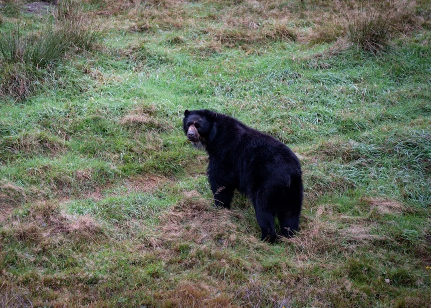 Andean Bear