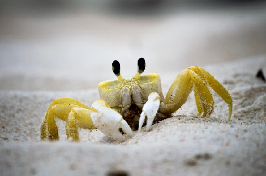 Crab