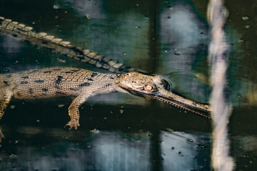 Gharial