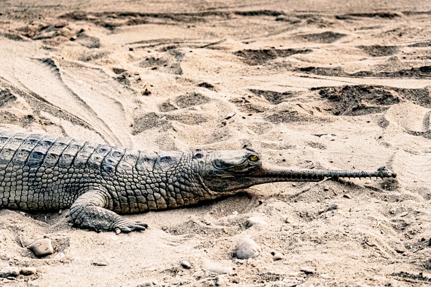 Gharial