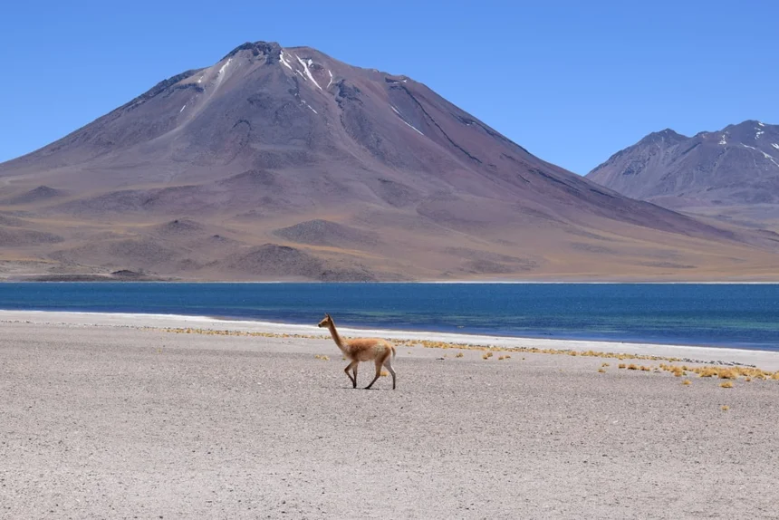 Vicuna