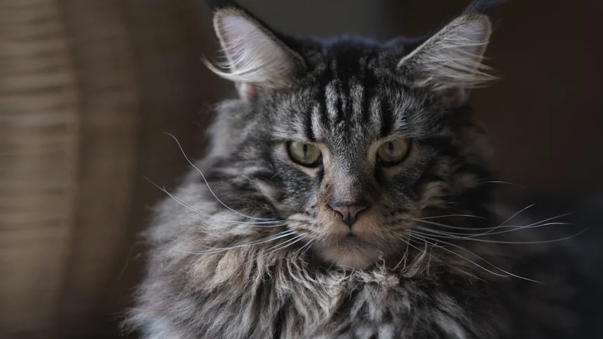 Maine Coon