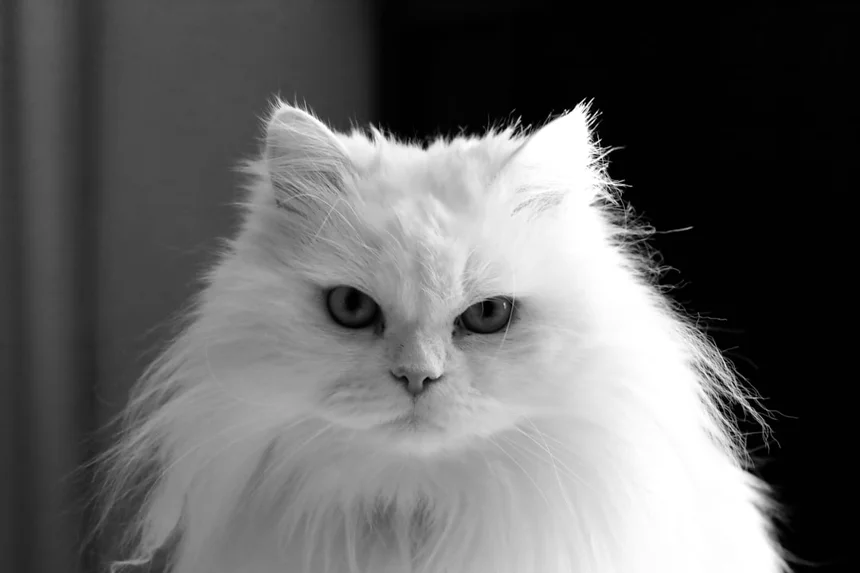 Turkish Angora
